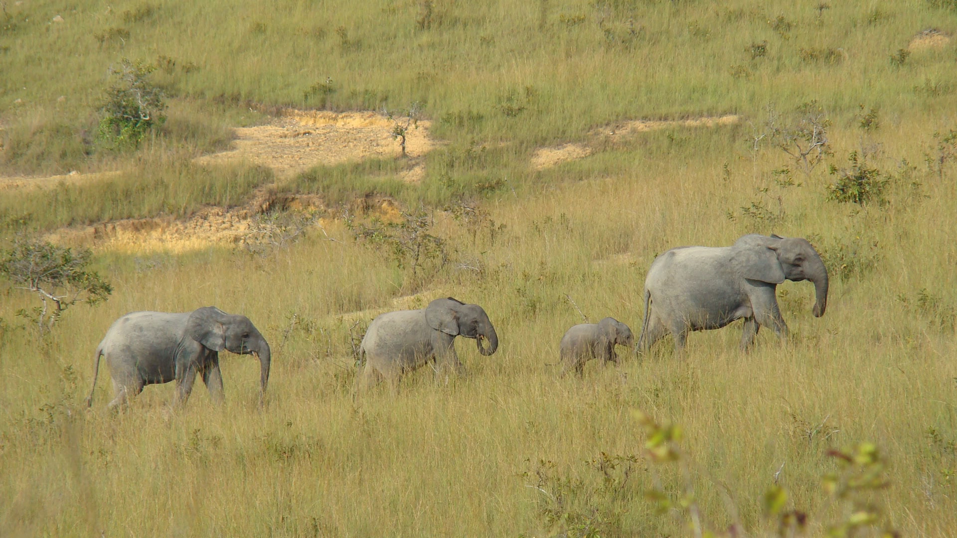 forest elephant family