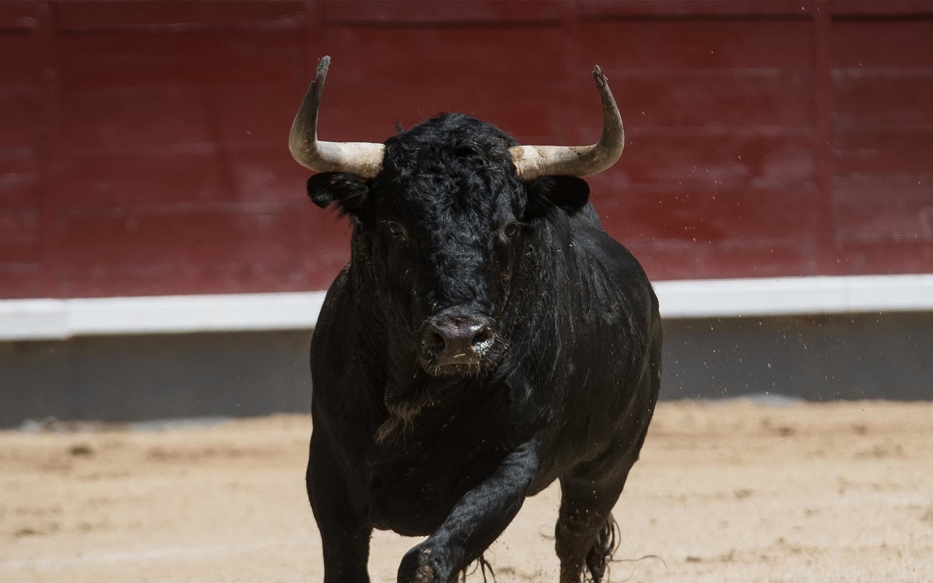 This is a bull bitcoin market