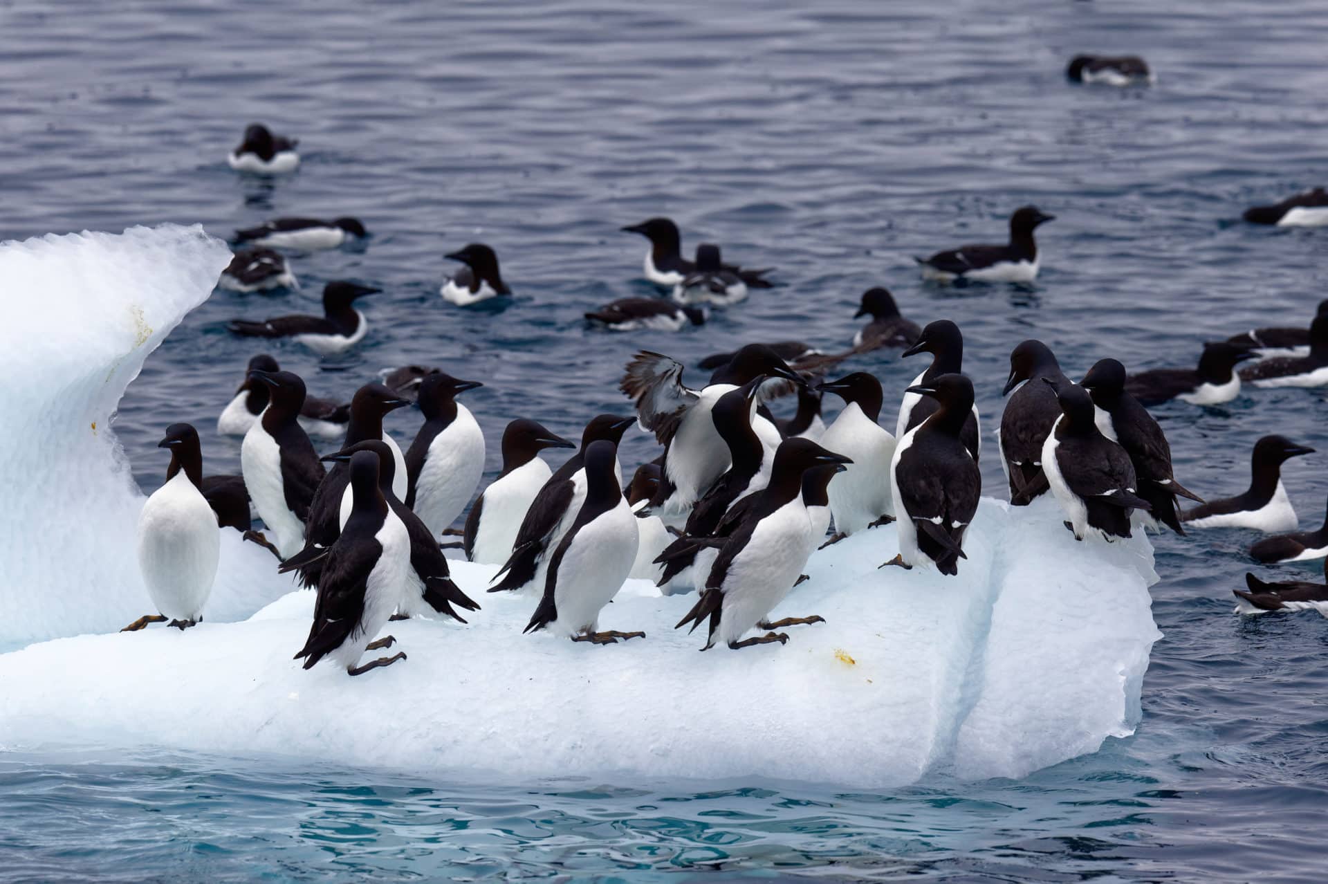 Thick-billed Murres