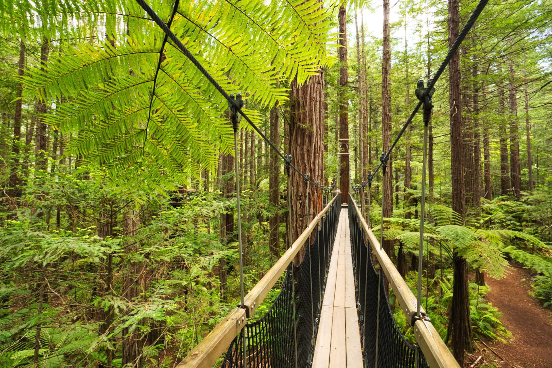 Treewalk through Forest of Tree Ferns and Giant Redwoods in Whakarewarewa Forest near Rotorua, New Zealand