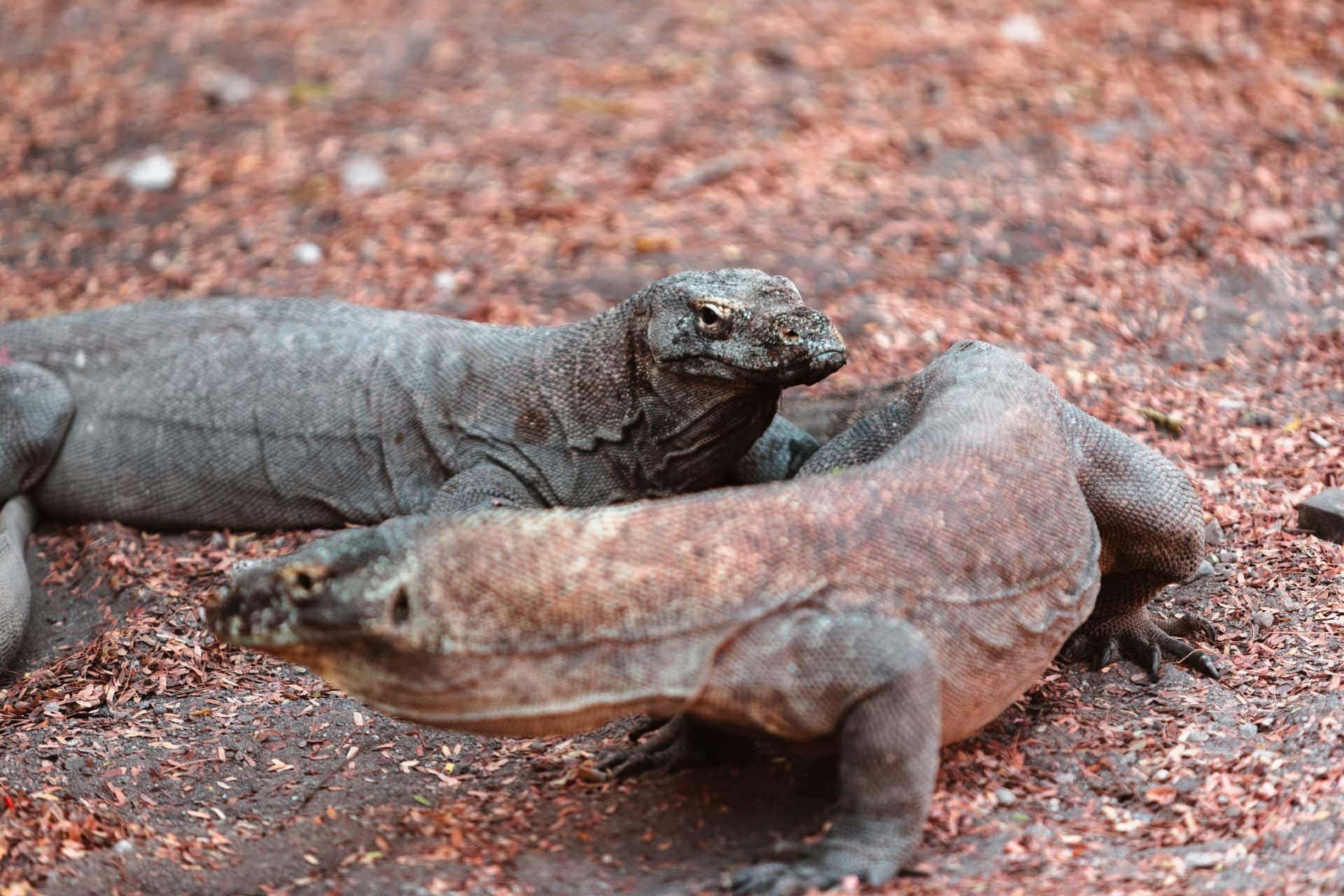 Komodo National Park To Bali (VV.)_Komodo Dragons 2