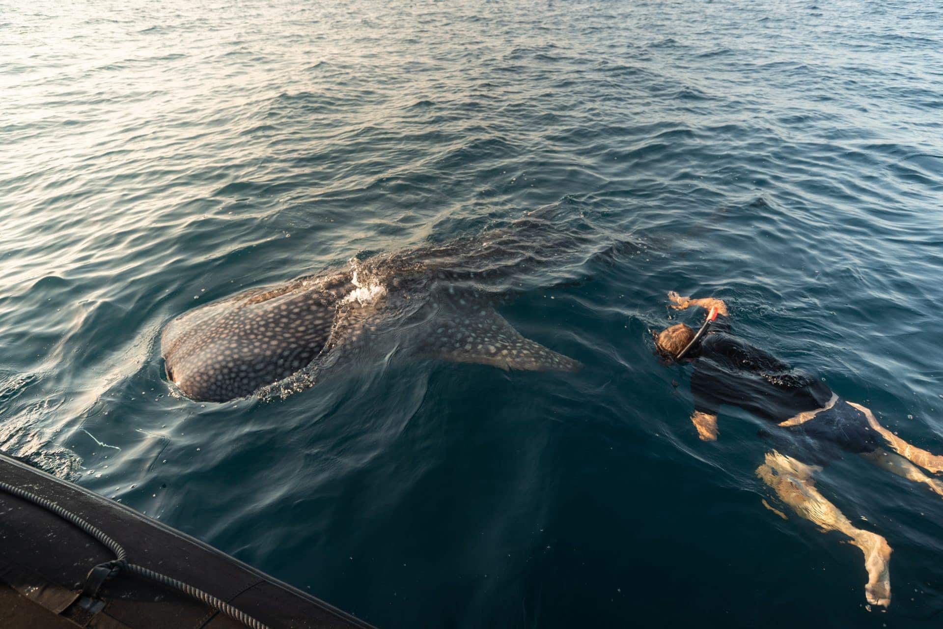 Komodo National Park To Bali (VV.)_Whale Sharks_01
