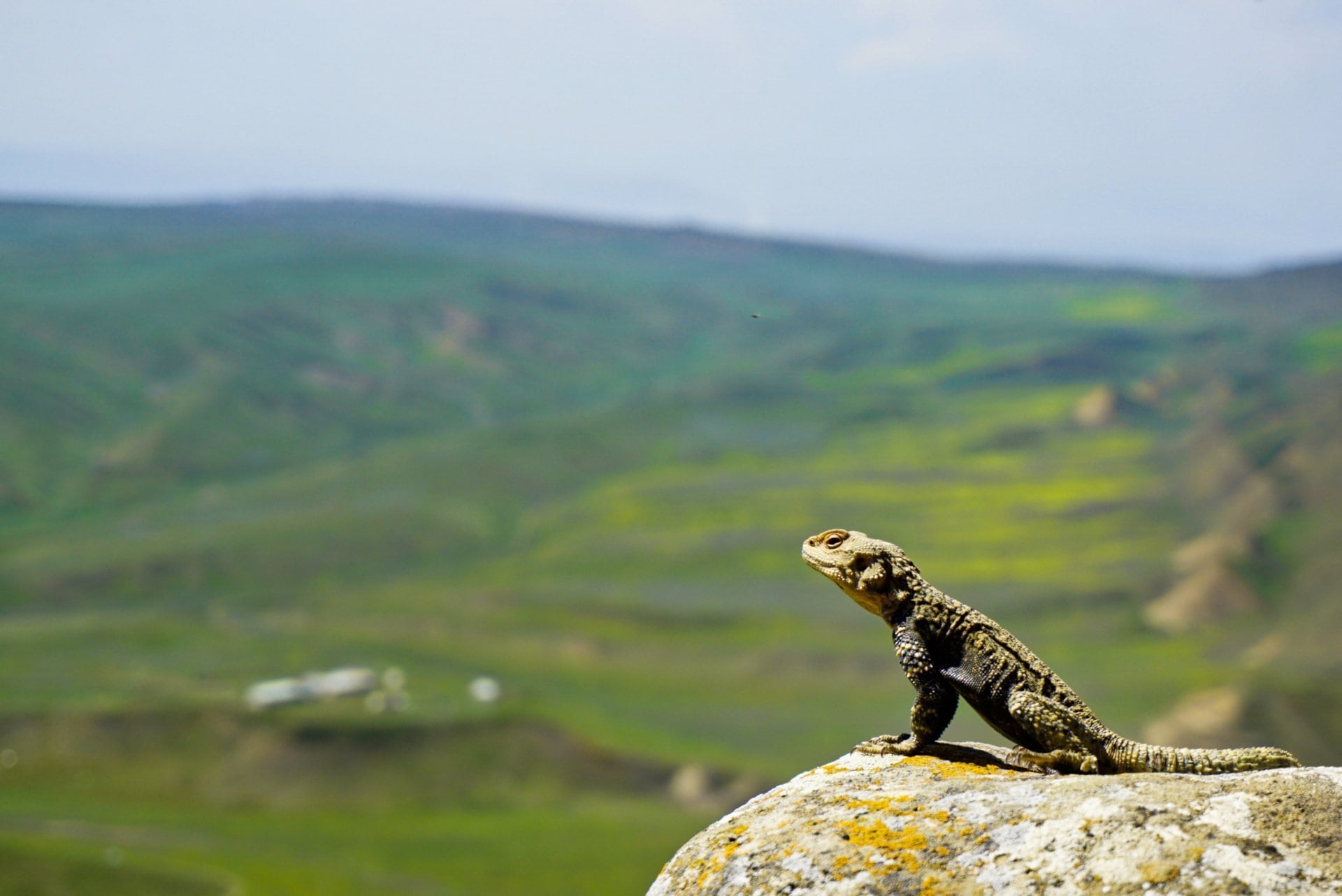 Davit Gareji monastery, Georgia-Azerbaijan border - Experiencing the Globe