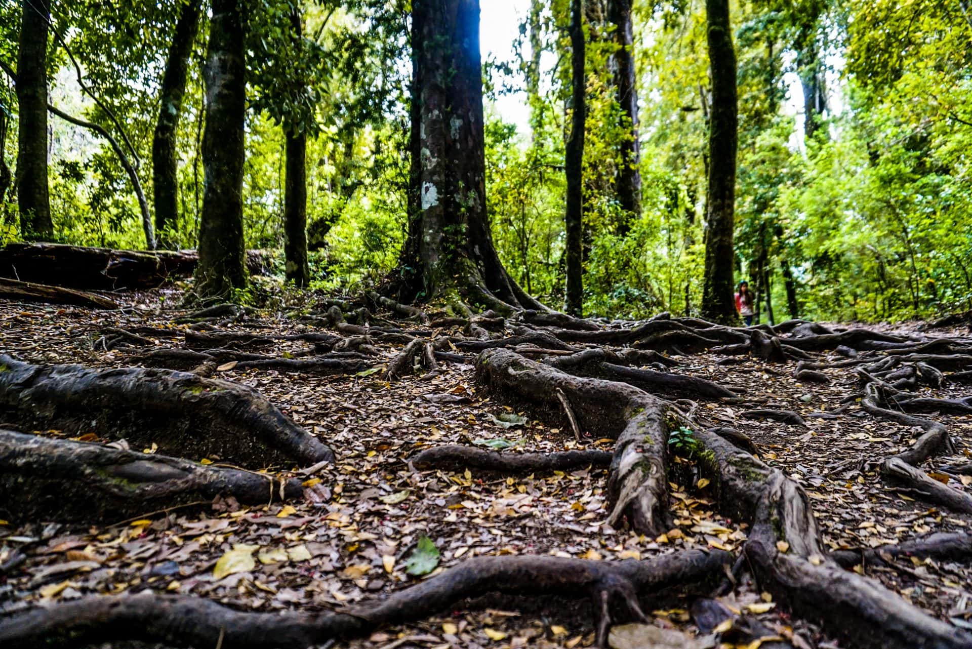 Forest in the Huilo Huilo reserve, Chile - Experiencing the Globe