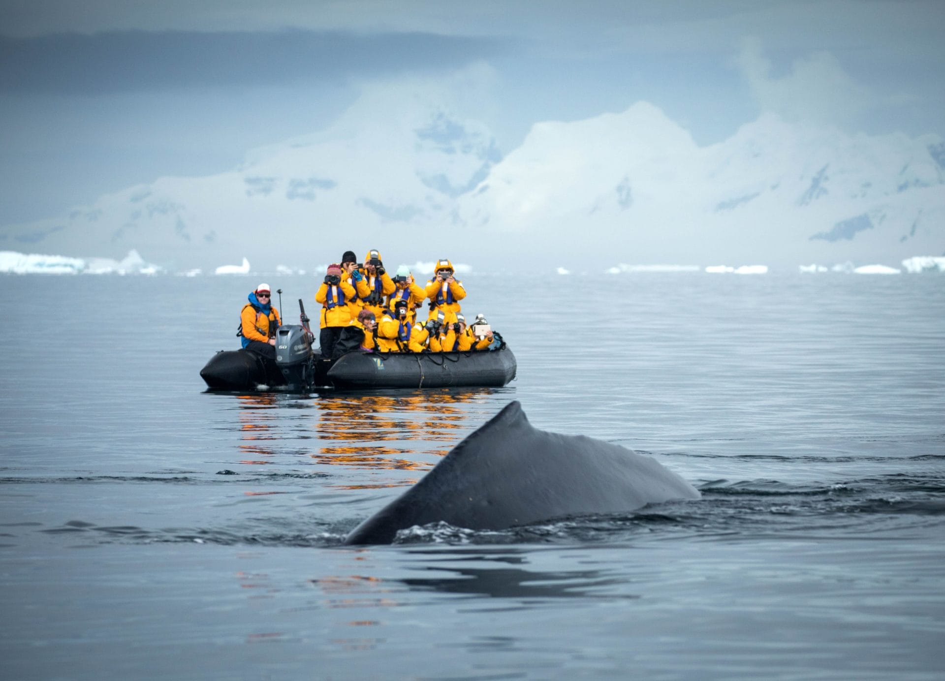 Whale