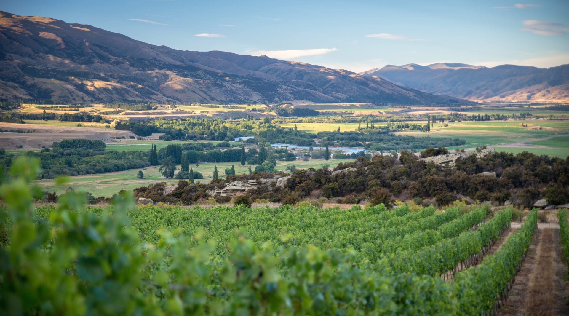 Central Otago vineyard surrounded by rocky mountains in New Zealand