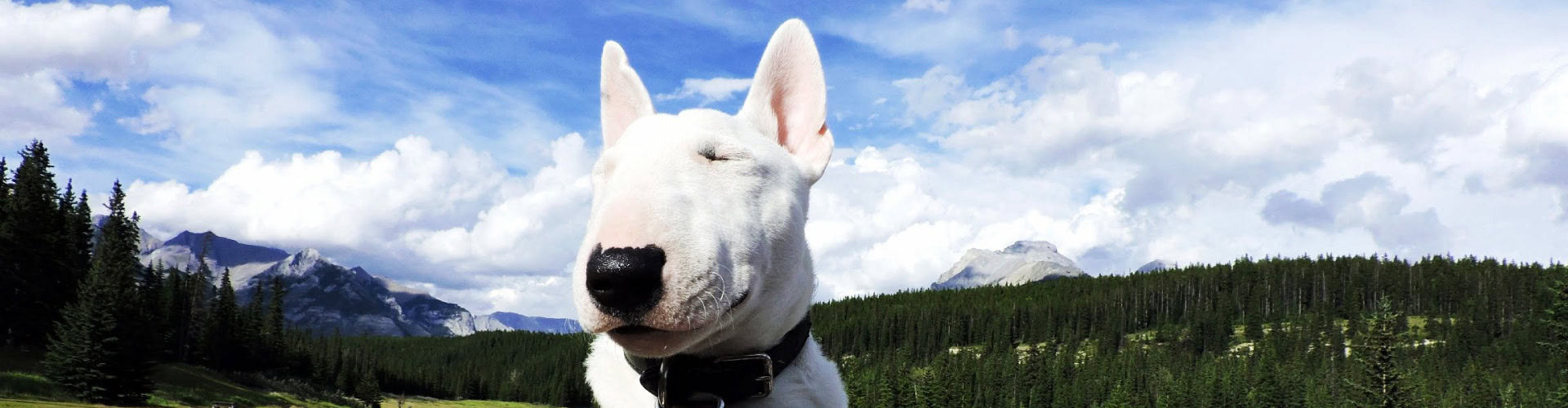 Pet Friendly Hotel Pet Friendly Hotel