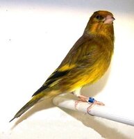 KENARI HIBRID SILANGAN GOLDFINCH x KENARI