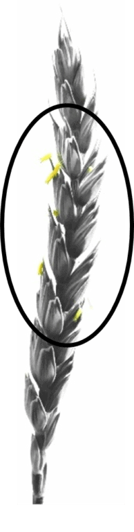 Closeup of wheat spike with Anthers