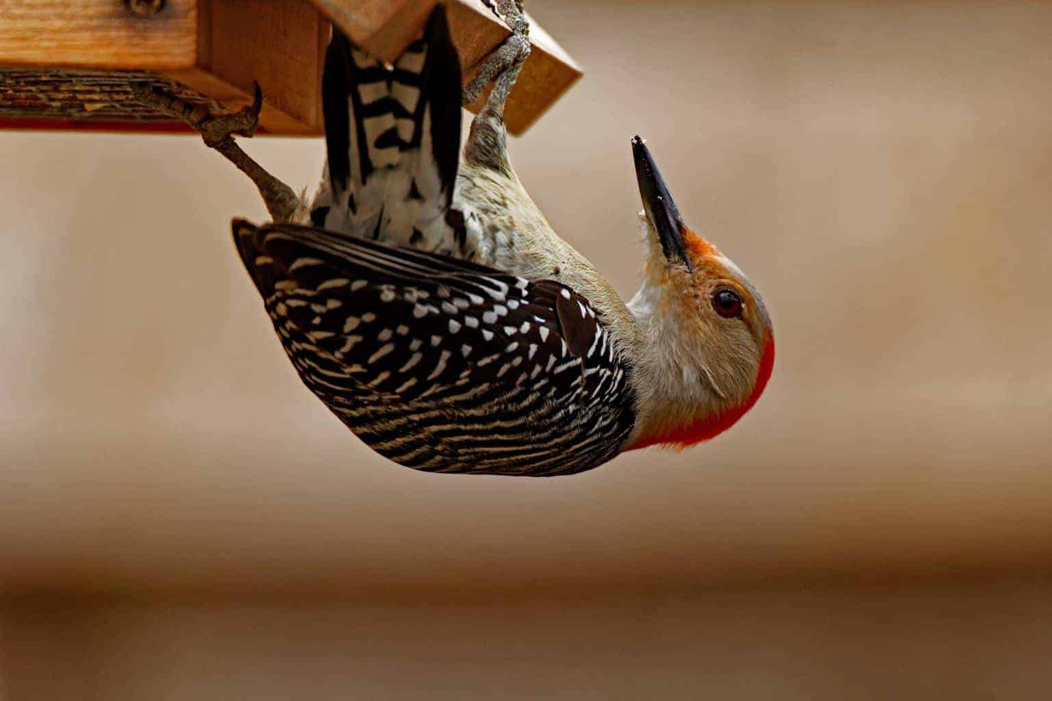 8 Must-See Woodpeckers In Georgia - Wild Bird Scoop