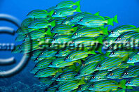 Bluestripe Snapper. Lutjanus kasmira. (Forsskål, 1775). Molokai Hawaii Dive Site Reviews (Steven W Smeltzer)