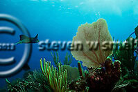Photo By: Steven W Smeltzer Dive Site Reviews (Steven W Smeltzer)