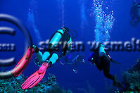 Bonnie's Arch. West Wall. Grand Cayman Dive Site Reviews (Steven W Smeltzer)