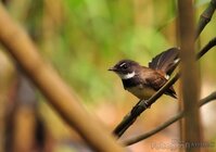 Rhipidura Javanica di tengah hutan muara angke | photo kompas.com