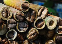 Ulat Bambu