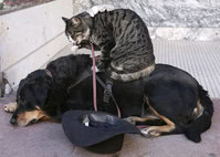 Dog Cat And Mouse Can T We All Just Get Along Puppy In Training