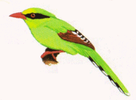 Burung ekek layongan atau Cissa chinensis Burung ekek layongan atau Cissa chinensis