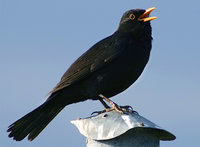 Audio burung blackbird