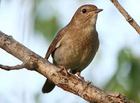 audio burung thrust nightingale