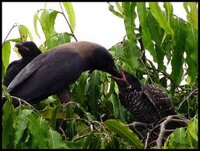 Gagak memberi makan anakan burung tuwu