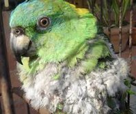 Efektif untuk burung mencabut bulunya