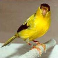 canary-german-roller Canary German Roller (www.birdshome.info)