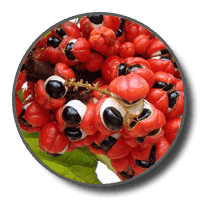 guarana extract