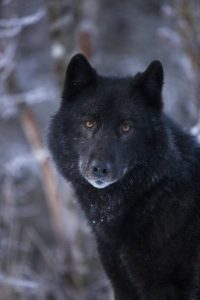 wolf-romeo-blick-traurig