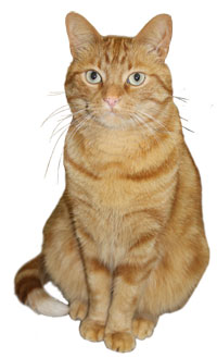 Chat