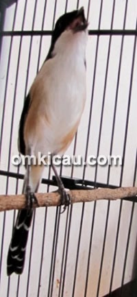 Burung Pentet