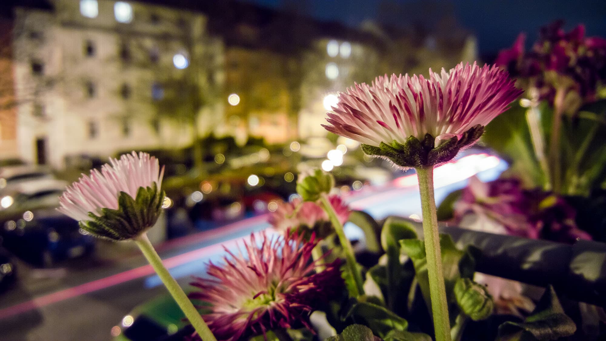 Balkonblumen Nachts mit Cartrails Balkonblumen Nachts mit Cartrails