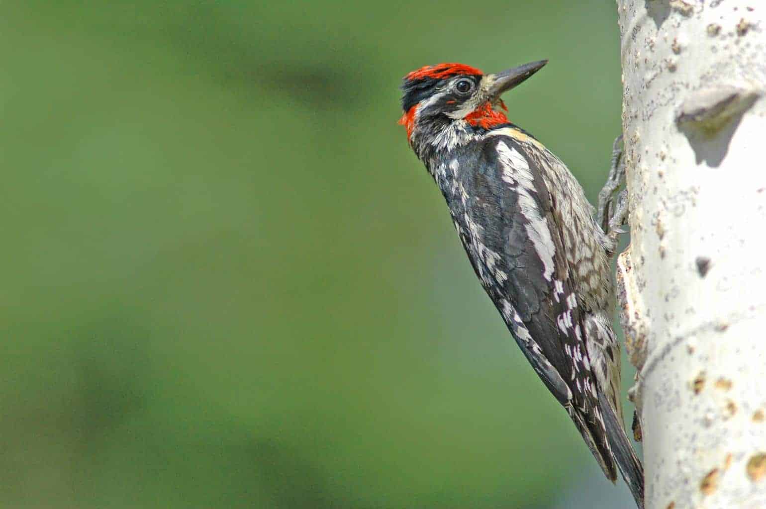 Woodpeckers in Alabama The 8 Most Common Species