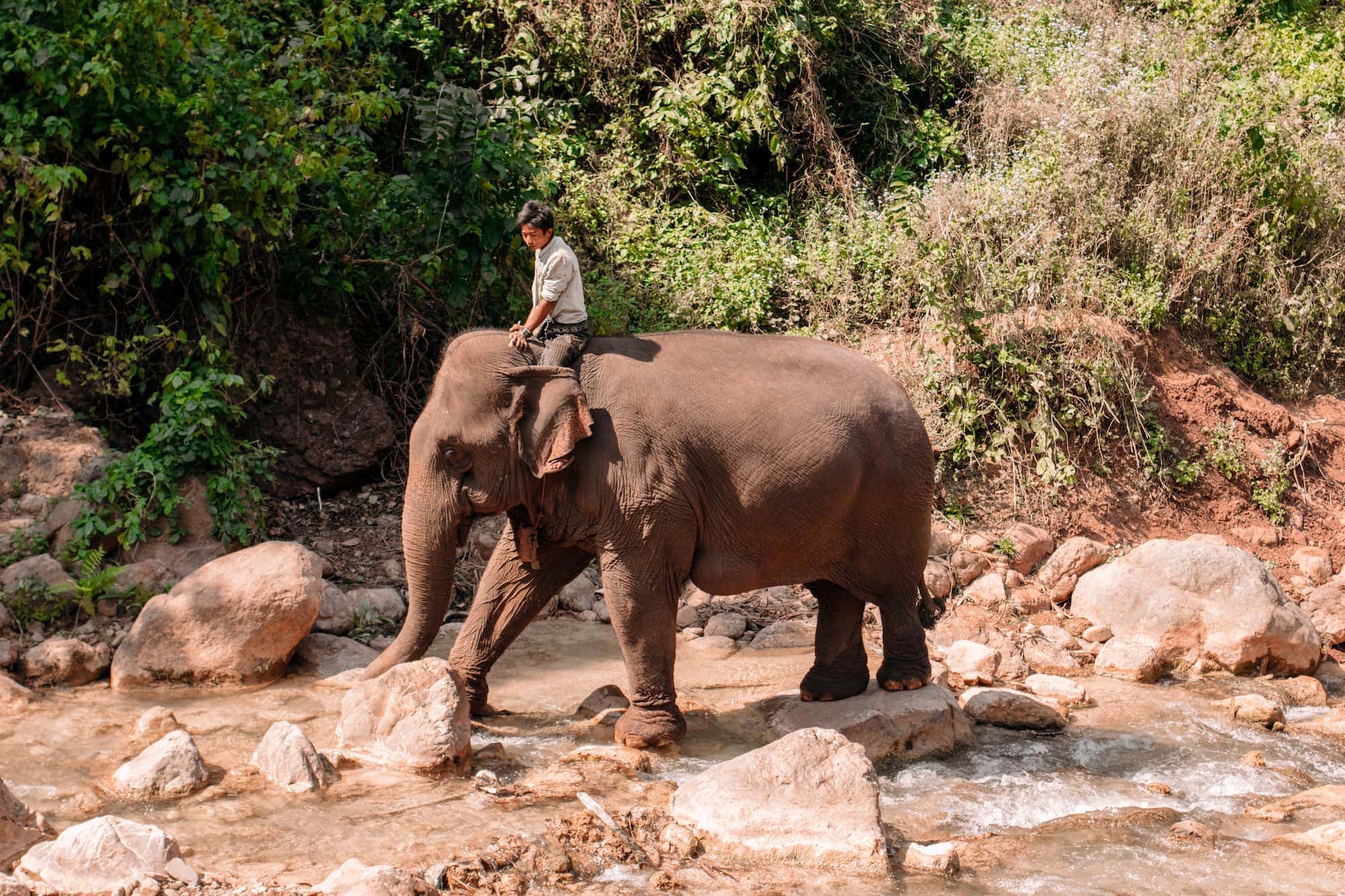 Green Valley Hill Elephant Camp Elefanten In Myanmar