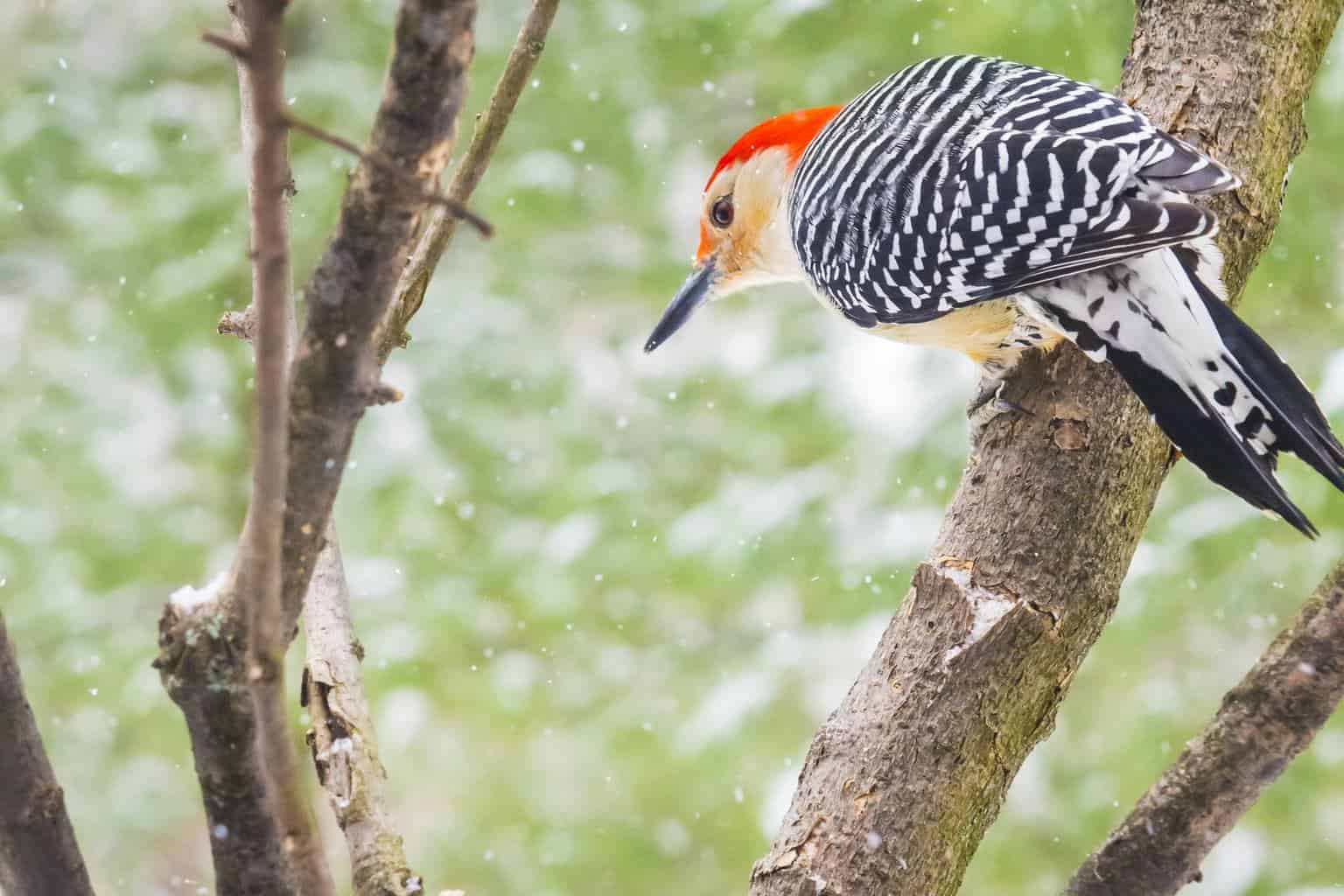 8 Types Of Woodpeckers In Arkansas Wild Bird Scoop