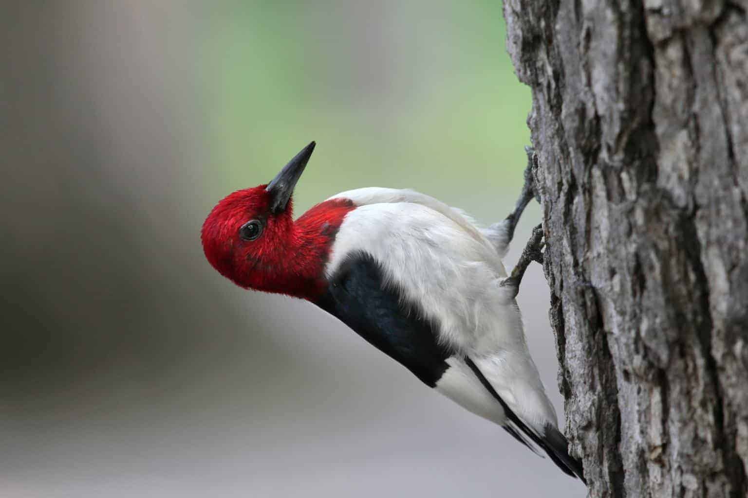 Woodpeckers In Colorado: 13 Species Within The State
