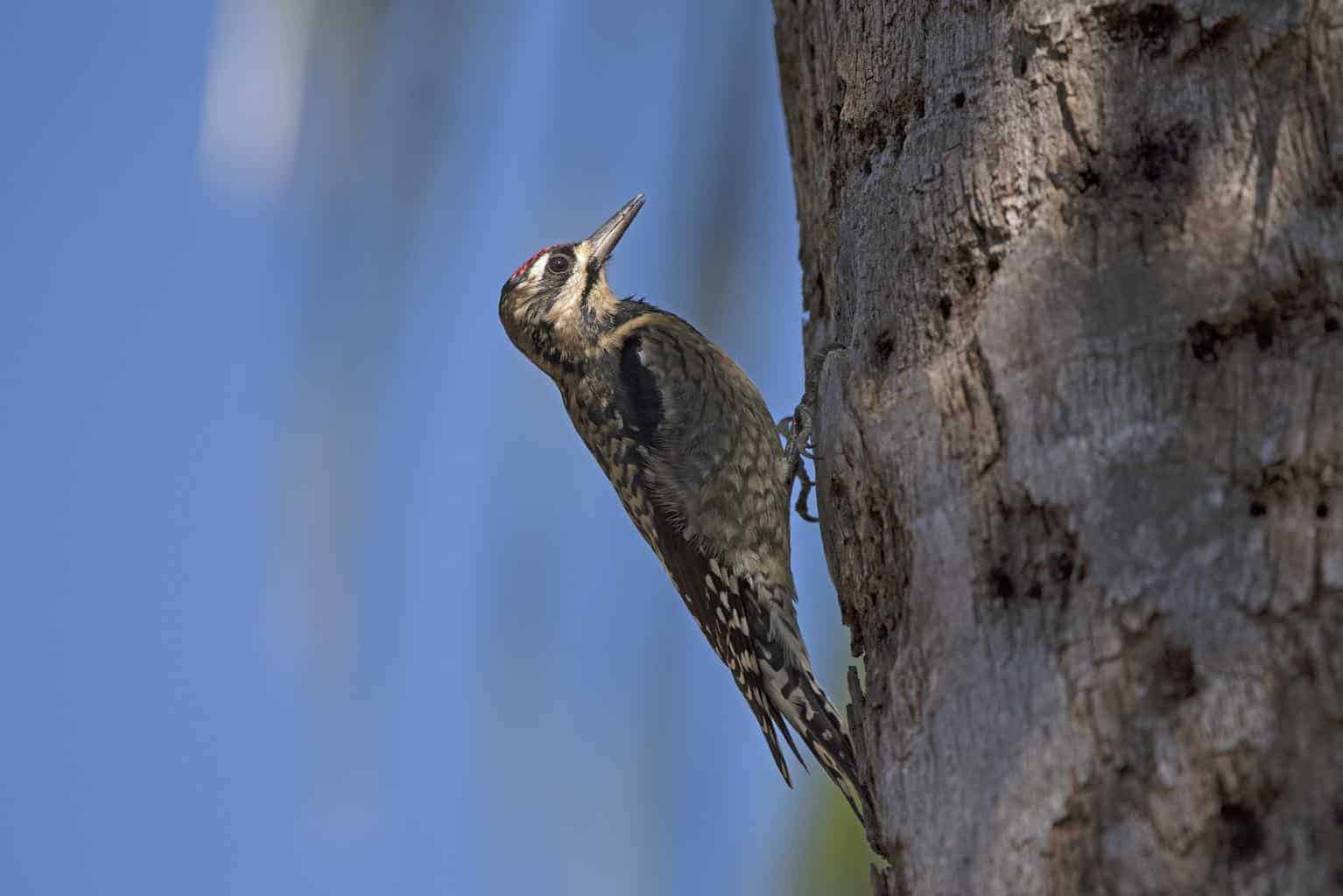 Woodpeckers In Colorado: 13 Species Within The State