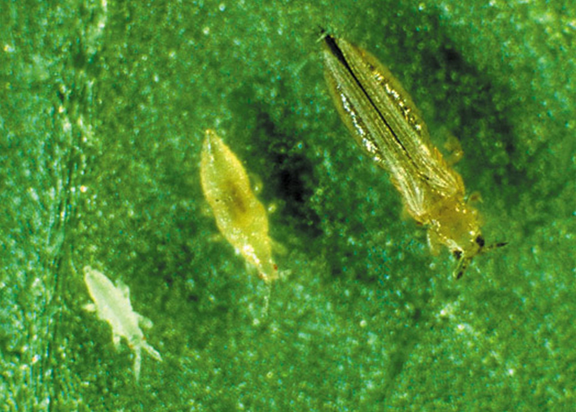 Thrips, Hama Penyebab Daun Cabai Keriting