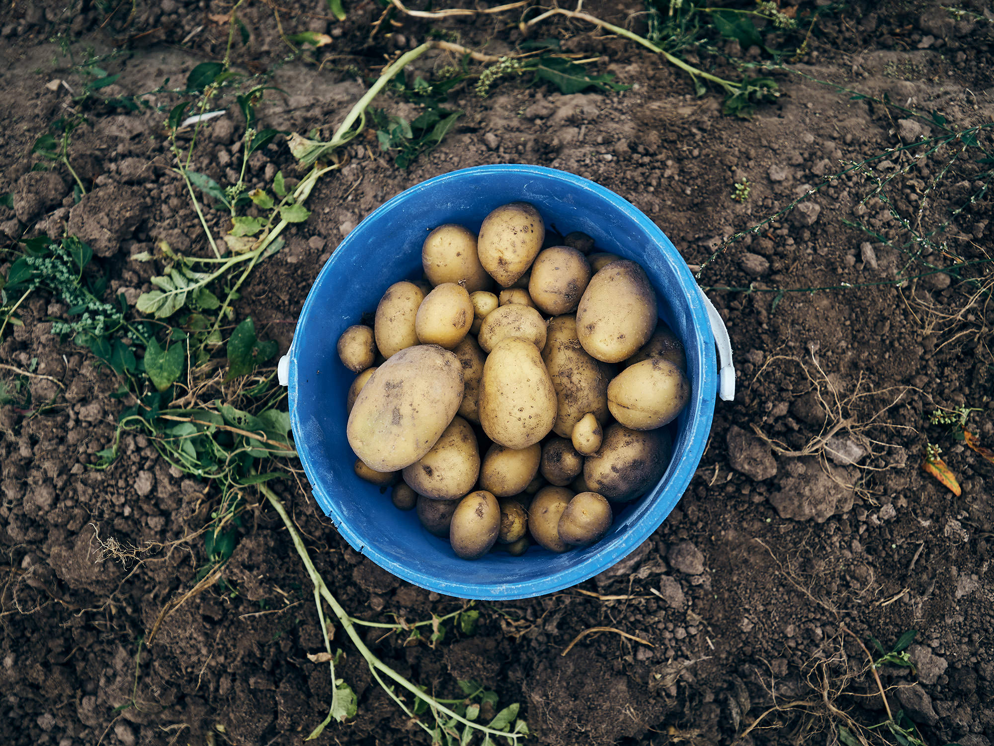 Kartoffelanbau in solidarischer Landwirtschaft – Bioland-Bauernhof Fetz