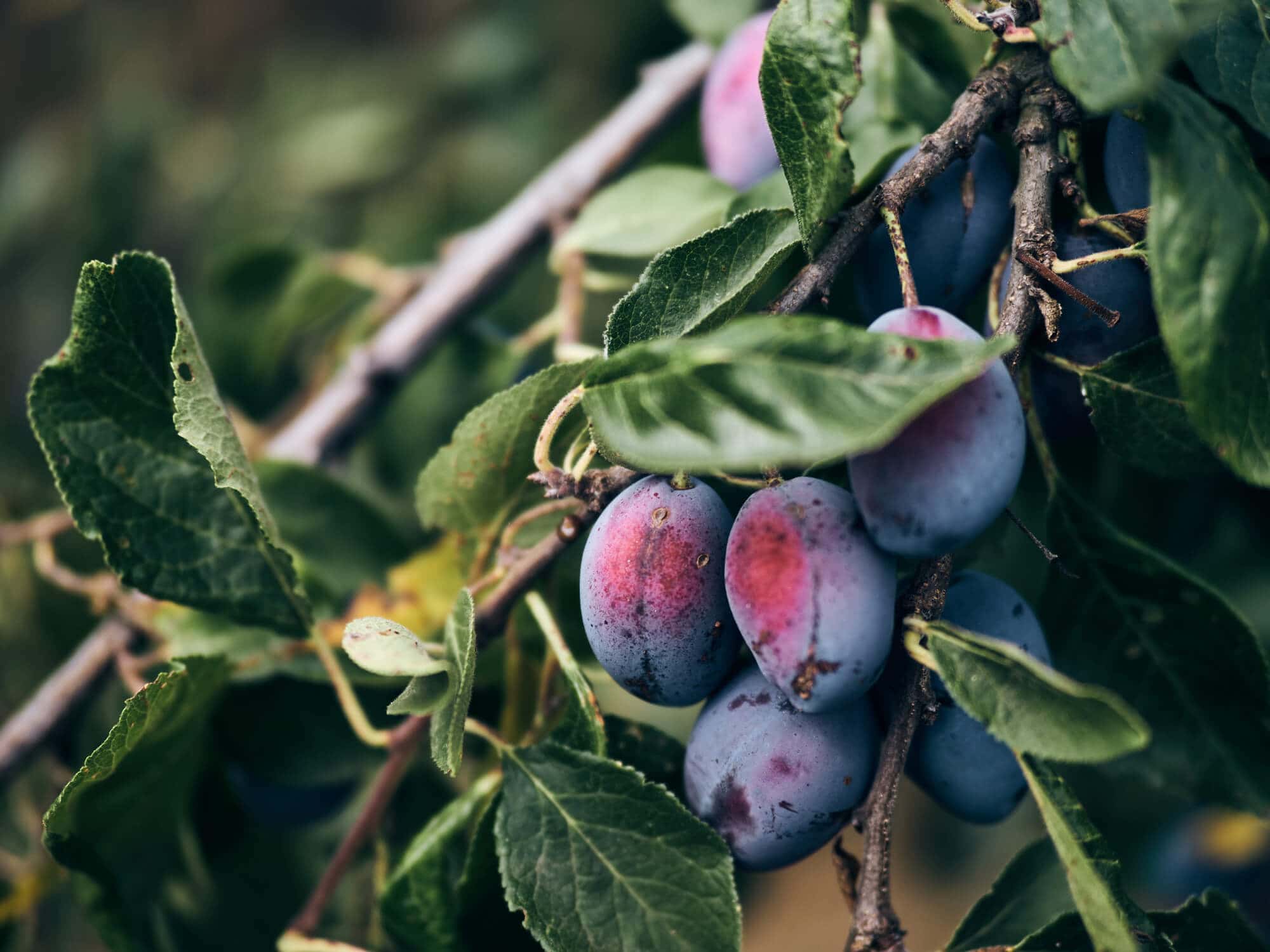 Obst und Gemüse vom Bauernhof Fetz