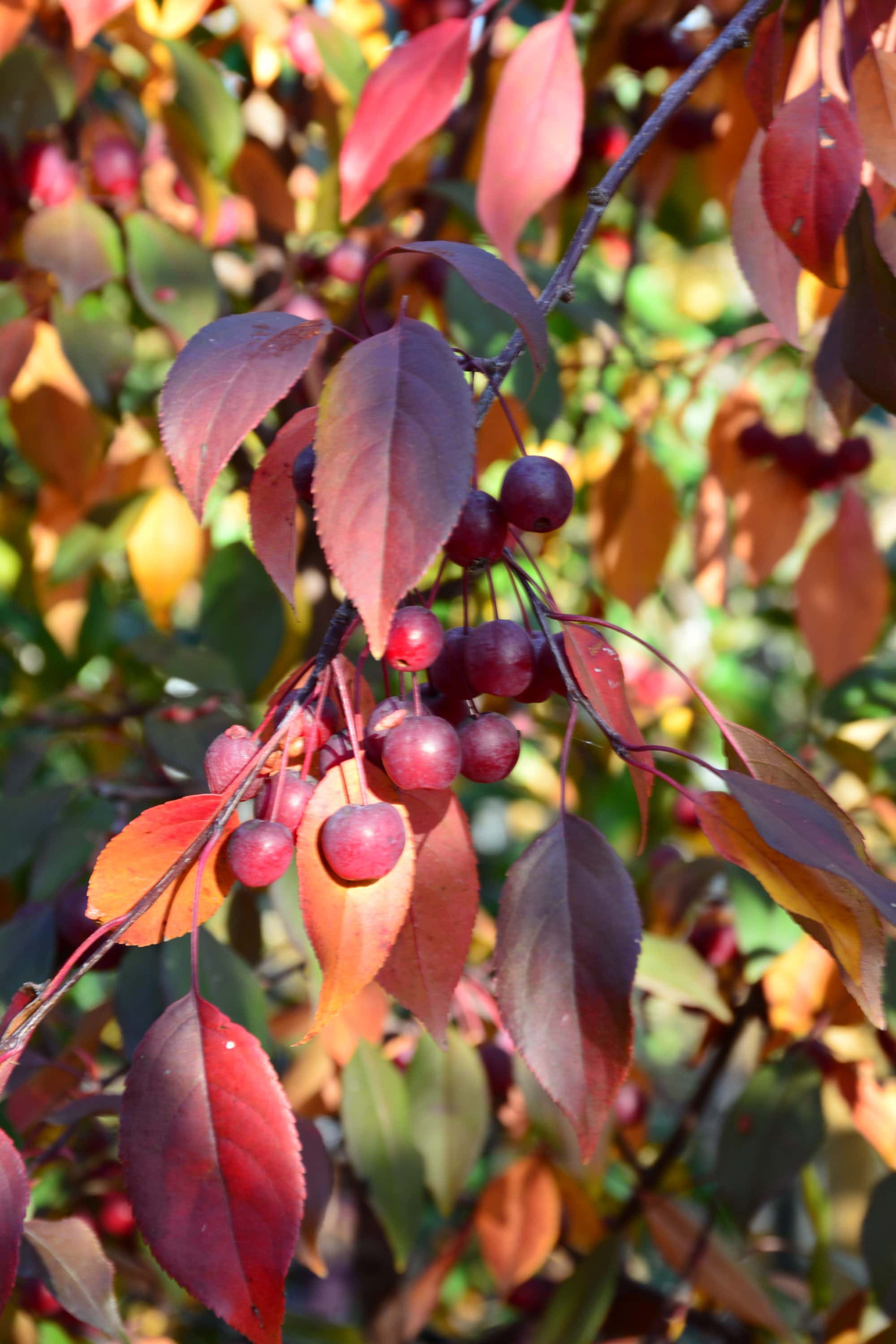 Pink Spires Crabapple • Kiwi Nurseries Ltd