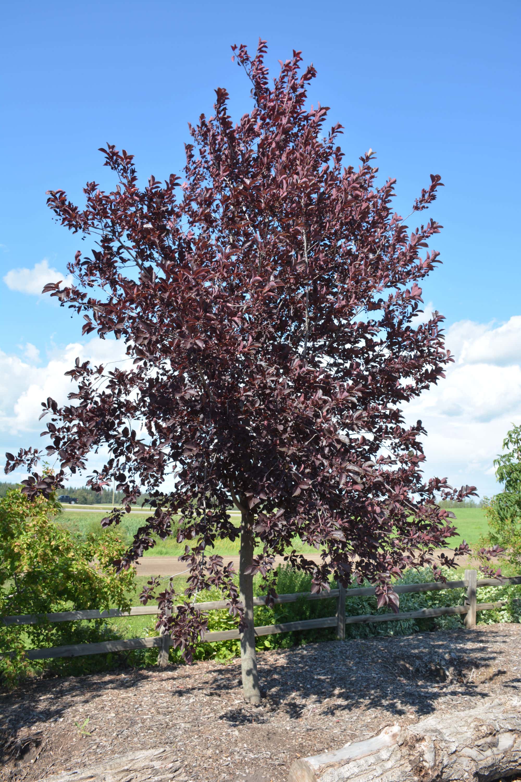 Schubert Chokecherry • Kiwi Nurseries Ltd