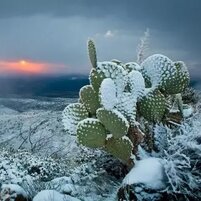 Cactus sous la neige