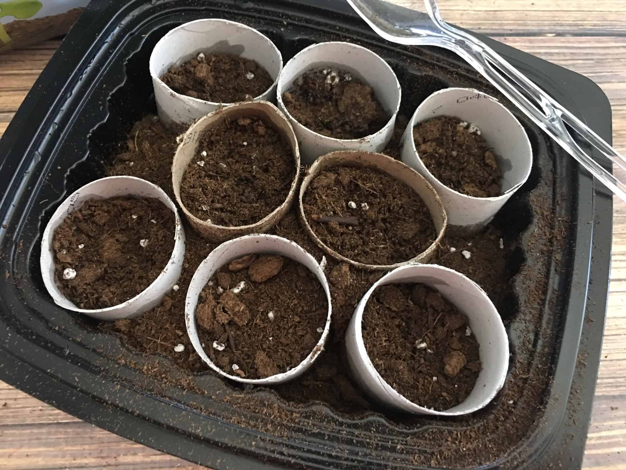 How to Grow Plants from Seeds Step-by-Step Tutorial