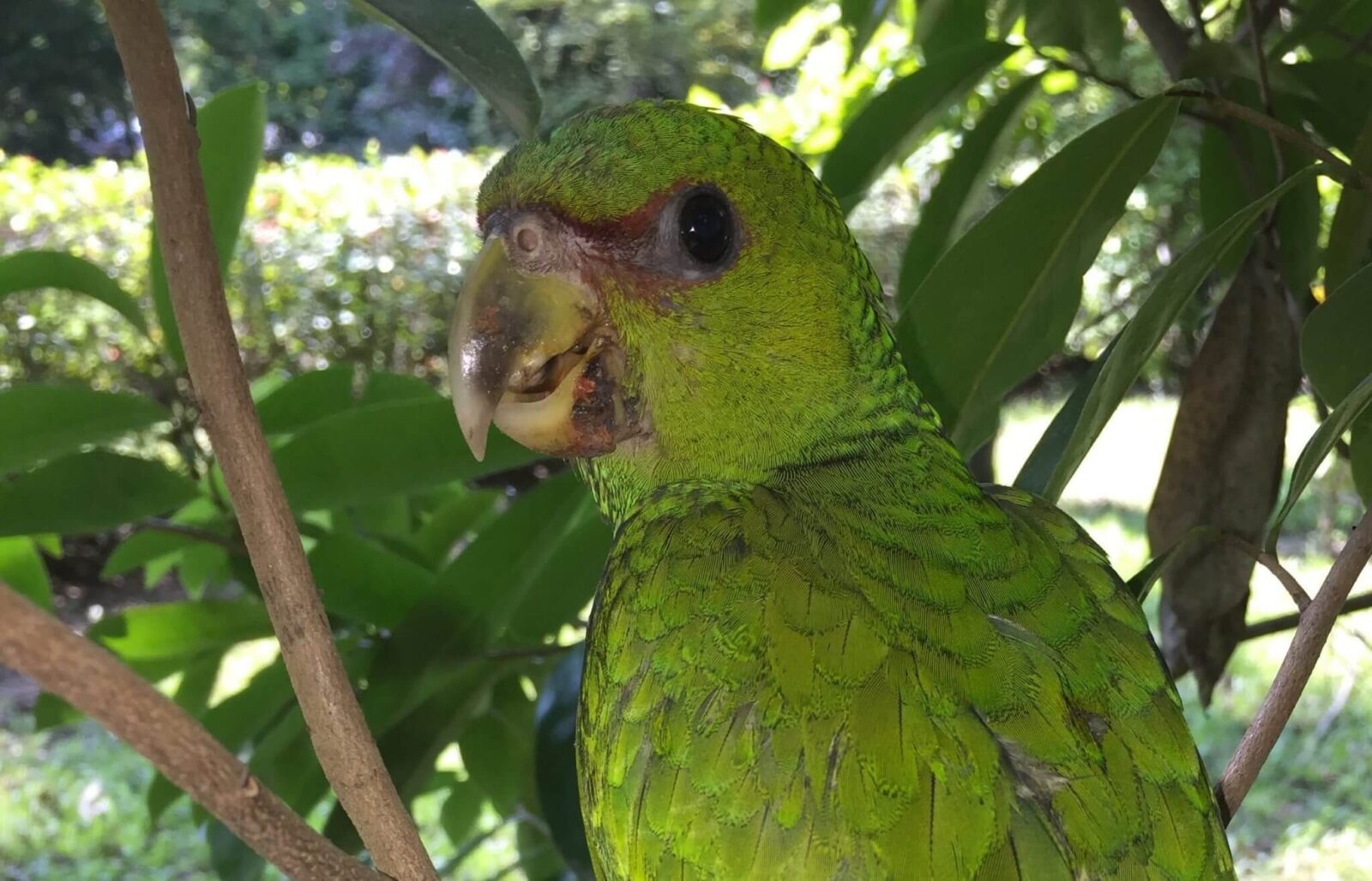 Cotorra (<em>Amazona albifrons</em>)