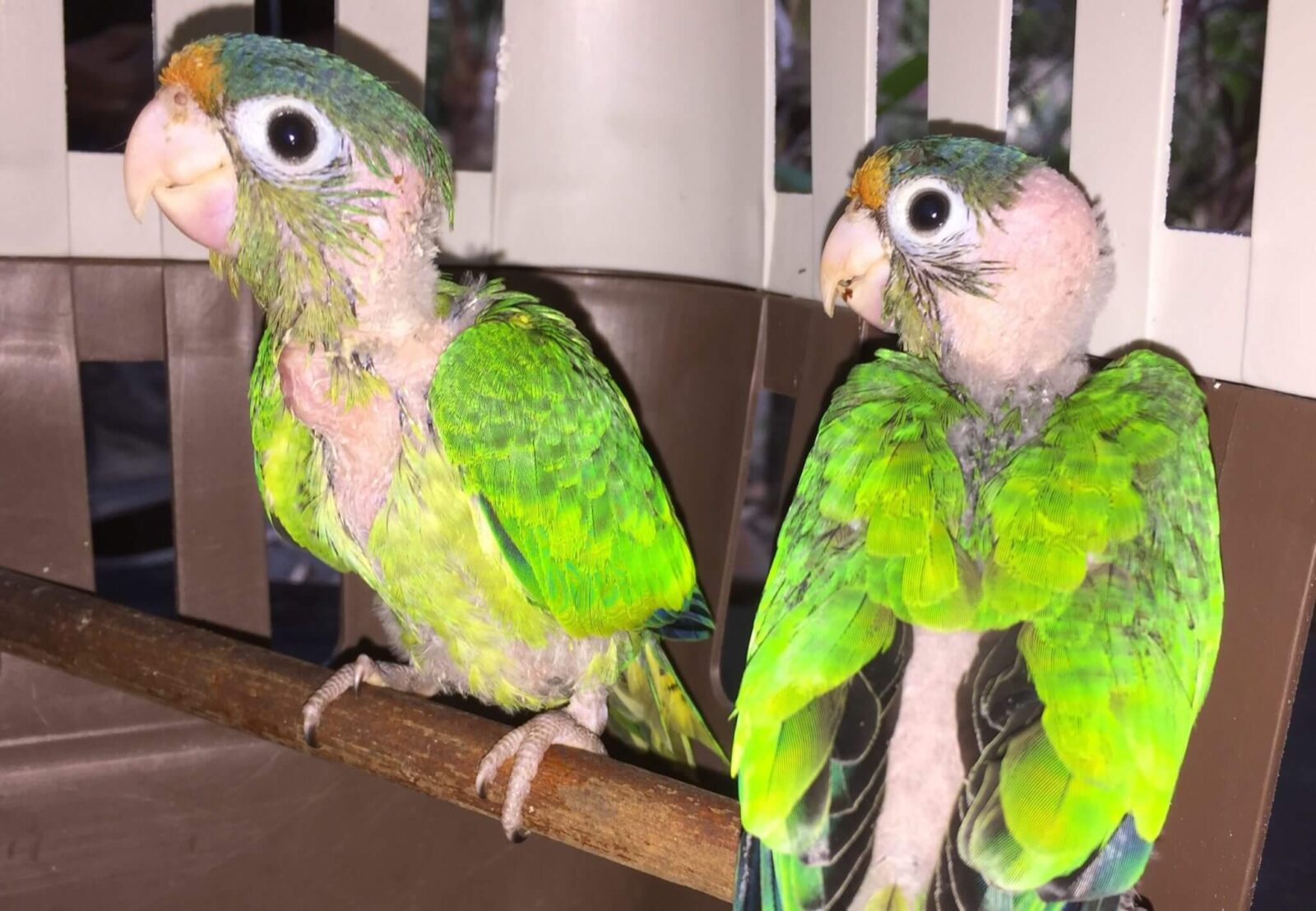 Perico Catanos (<i>Eupsittula canicularis</i>)