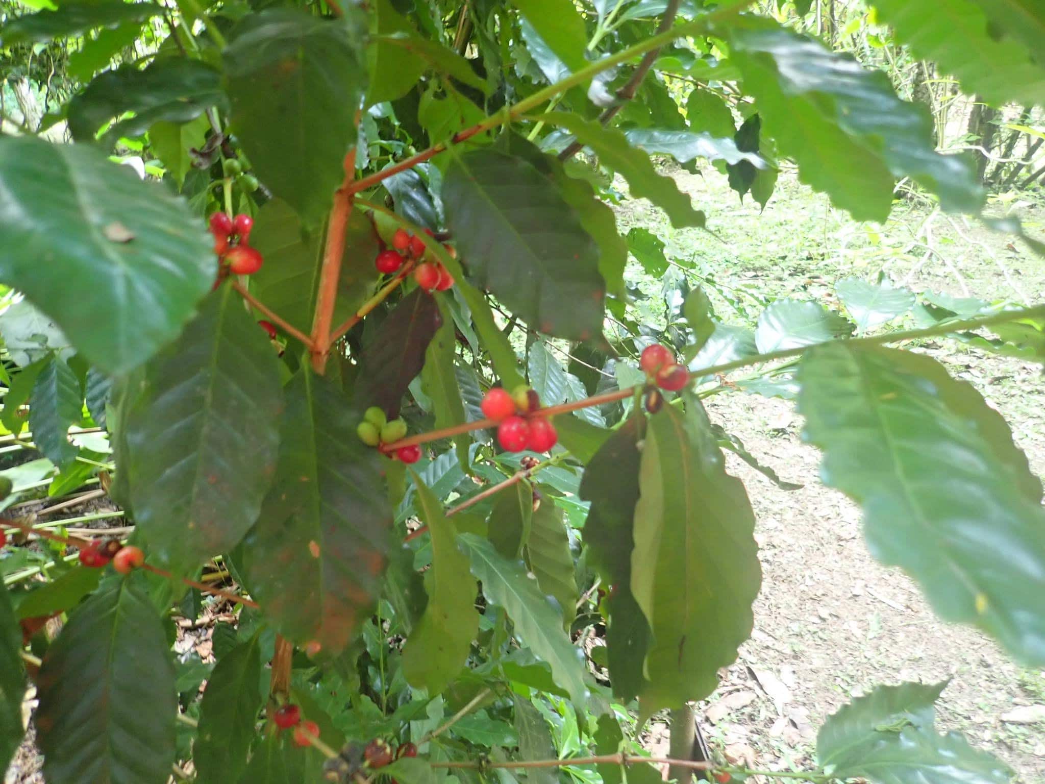 Our Marvelous stay in Bonda, Colombia 25