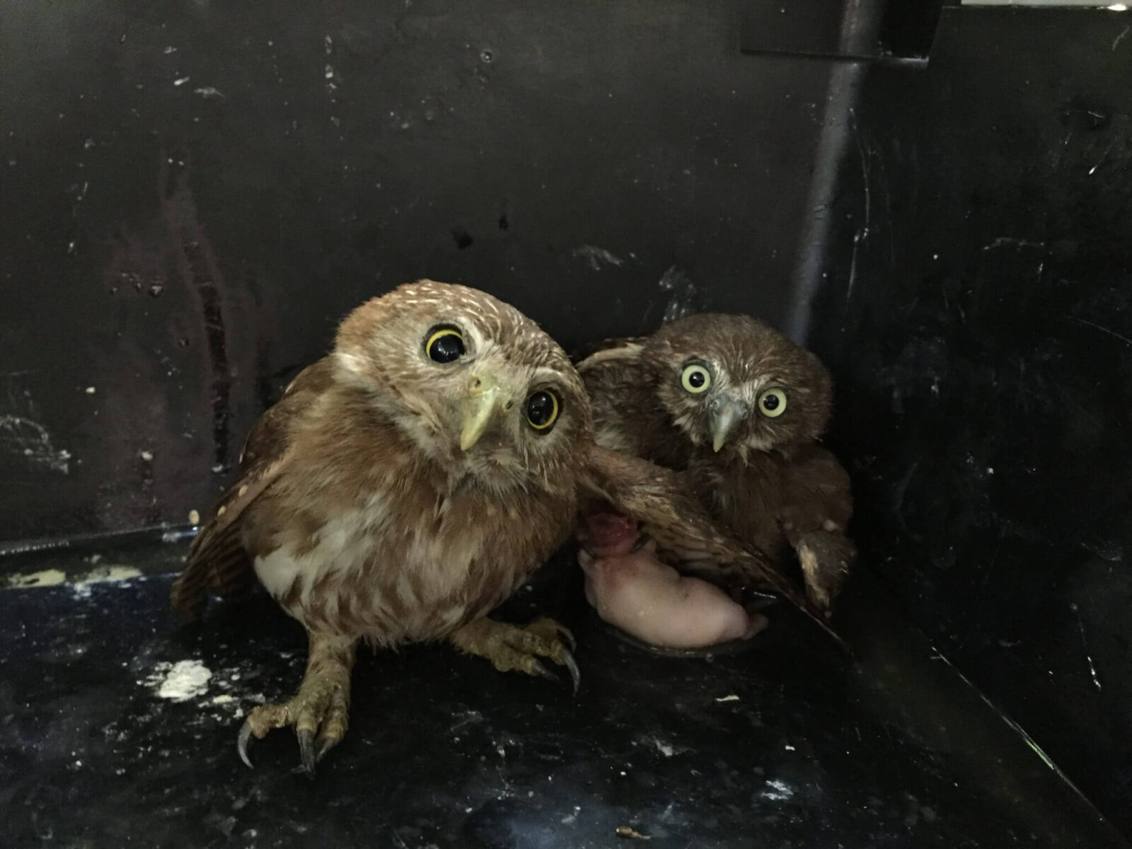 Búho pigmeo (<i>Glaucidium costaricanum</i>)