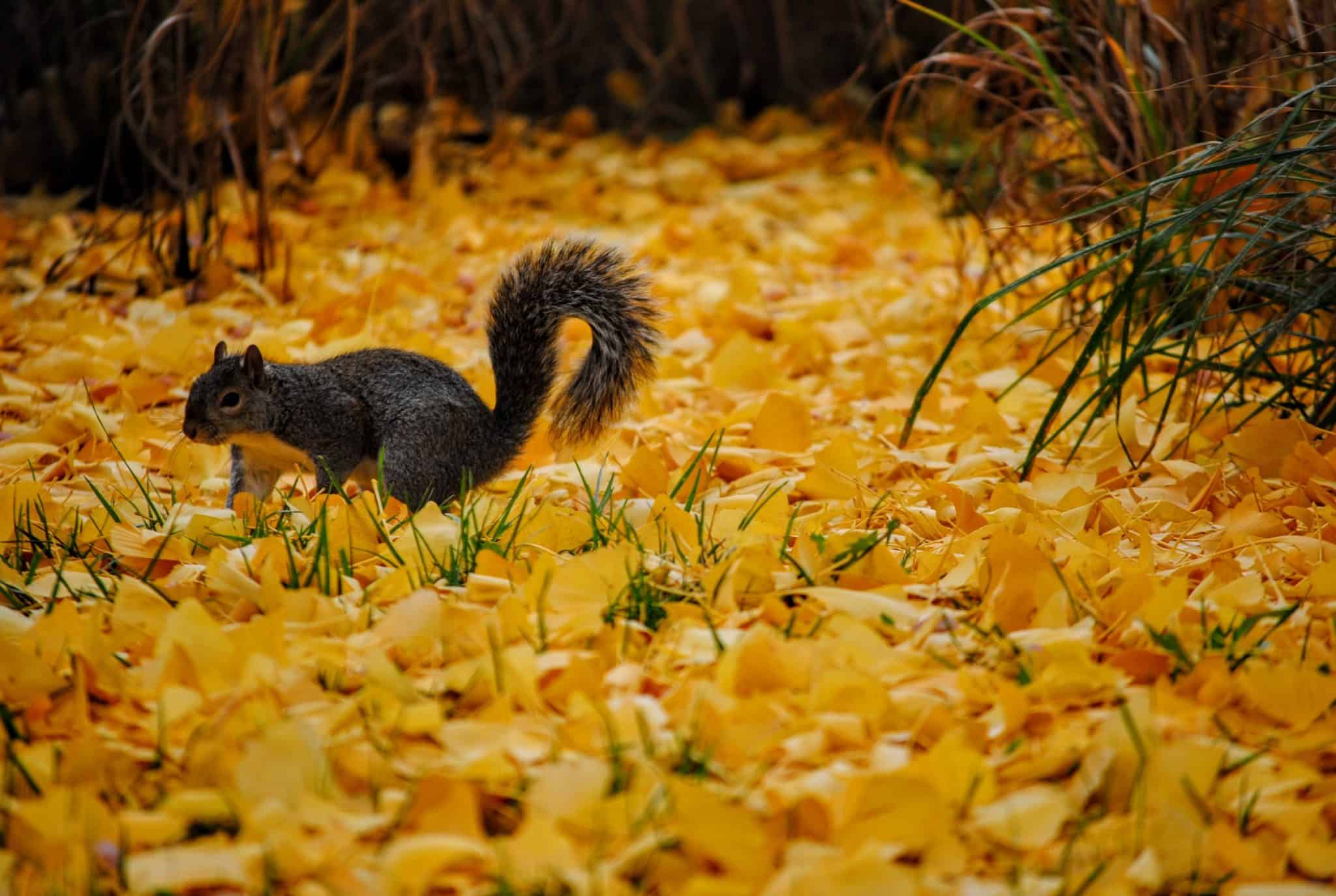 Squirrel walking in yellow leaves.