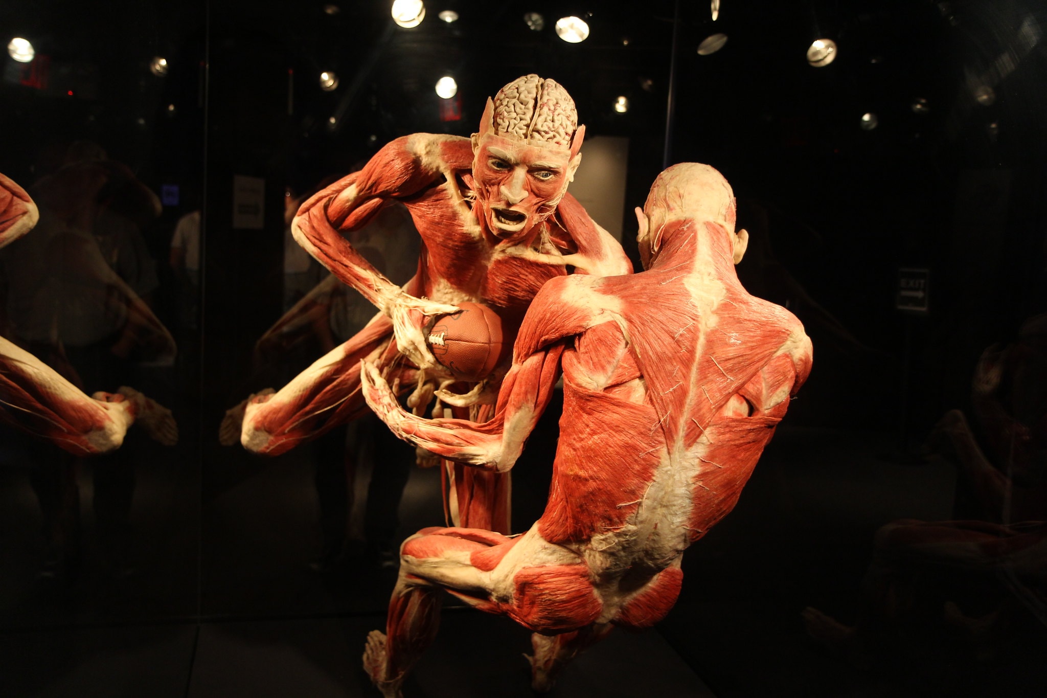 Bodies The Exhibition