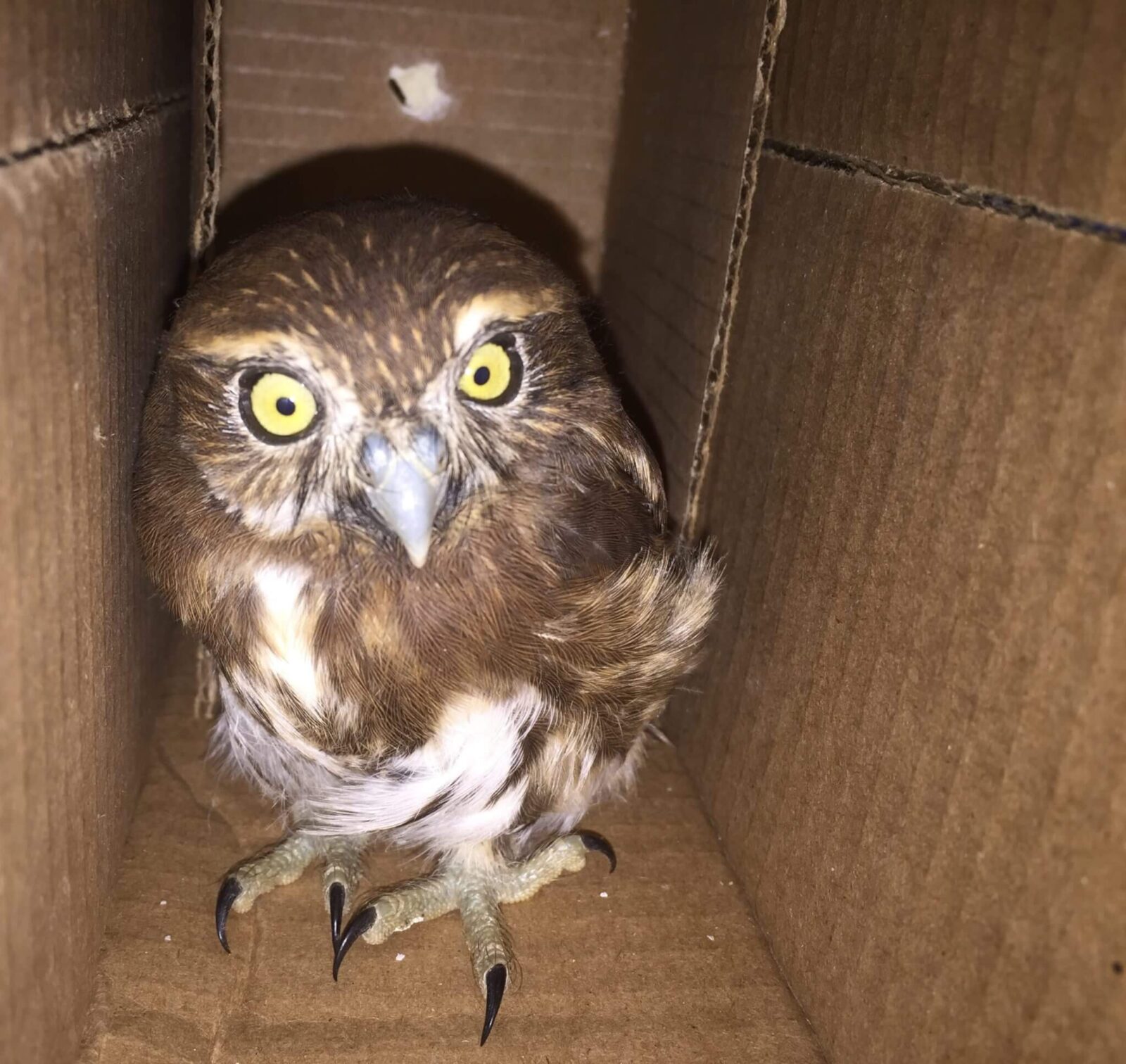 Búho pigmeo (<i>Glaucidium costaricanum</i>)